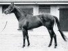 stallion Hugh Lupus xx (Thoroughbred, 1952, from Djebel xx)