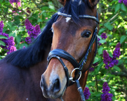 dressage horse Kamea (Trakehner, 2019, from Freiherr von Stein)