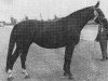 broodmare Clara (KWPN (Royal Dutch Sporthorse), 1968, from Senner)