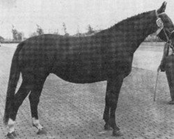 broodmare Clara (KWPN (Royal Dutch Sporthorse), 1968, from Senner)