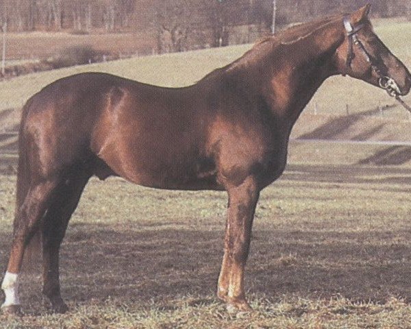 stallion Maifürst (Württemberger, 1977, from Mylord)