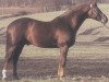 stallion Maifürst (Württemberger, 1977, from Mylord)