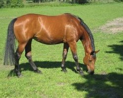 broodmare Pia (Hanoverian, 1995, from Prestige Pilot)