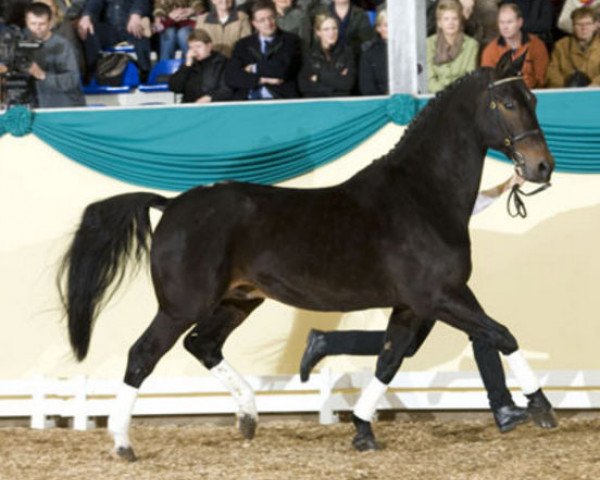stallion Rathenow (Hanoverian, 1988, from Raphael)