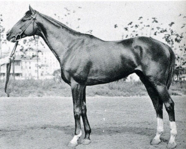 stallion Rubilnik xx (Thoroughbred, 1953, from Raufbold xx)