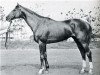 stallion Rubilnik xx (Thoroughbred, 1953, from Raufbold xx)