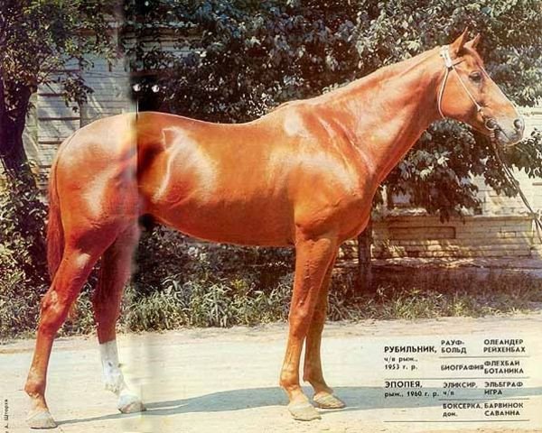 stallion Rejs (Budyonny, 1967, from Rubilnik xx)