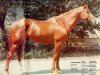 stallion Rejs (Budyonny, 1967, from Rubilnik xx)
