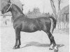 stallion Nubert (Groningen, 1926, from Ebert)