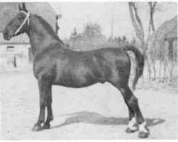 stallion Nubert (Groningen, 1926, from Ebert)