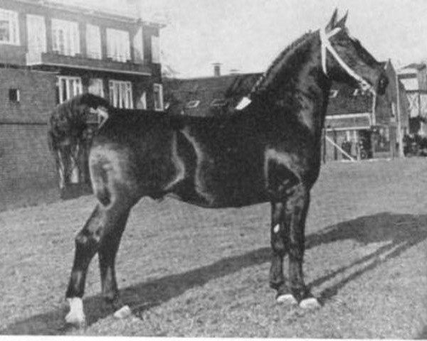 stallion Kurassier (Gelderland, 1946, from Nubert)