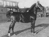stallion Kurassier (Gelderland, 1946, from Nubert)