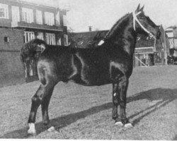 stallion Kurassier (Gelderland, 1946, from Nubert)