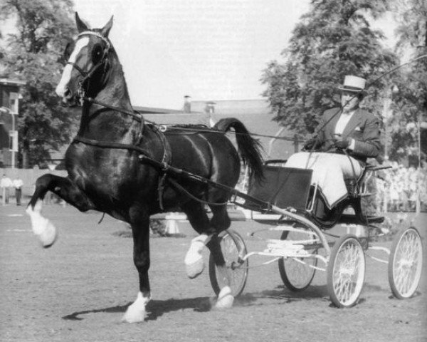 horse Oregon (Tuigpaarden, 1950, from Kurassier)