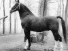 stallion Hoogheid (Tuigpaarden, 1966, from Oregon)