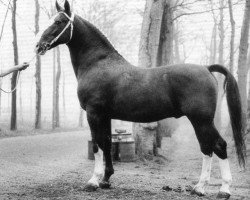 Deckhengst Hoogheid (Tuigpaarden, 1966, von Oregon)