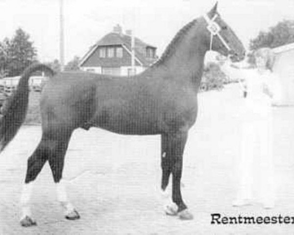 Deckhengst Rentmeester (Koninklijk Warmbloed Paardenstamboek Nederland (KWPN), 1975, von Hoogheid)