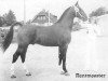 stallion Rentmeester (Dutch Warmblood, 1975, from Hoogheid)