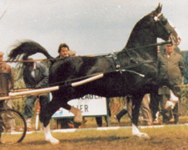Deckhengst Allegro (Koninklijk Warmbloed Paardenstamboek Nederland (KWPN), 1982, von Rentmeester)