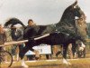 stallion Allegro (Dutch Warmblood, 1982, from Rentmeester)