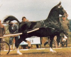 Deckhengst Allegro (KWPN (Niederländisches Warmblut), 1982, von Rentmeester)