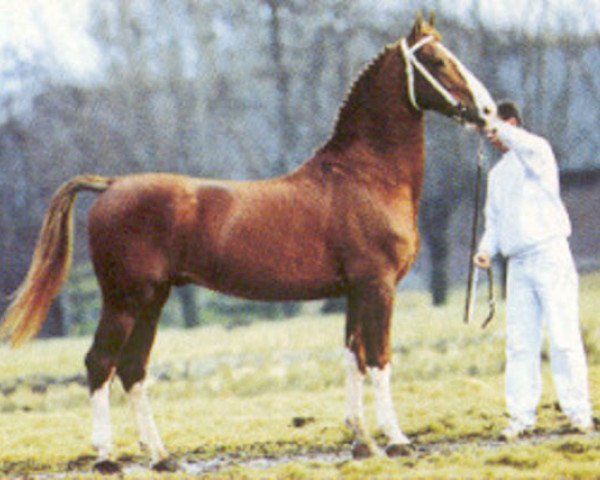 horse Fortissimo (Royal Warmblood Studbook of the Netherlands (KWPN), 1987, from Allegro)