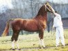 Pferd Fortissimo (Koninklijk Warmbloed Paardenstamboek Nederland (KWPN), 1987, von Allegro)