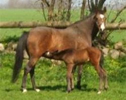 broodmare Libelle V (Holsteiner, 1996, from Quidam de Revel)