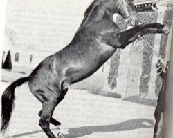 stallion Red Star II xx (Thoroughbred, 1954, from Magic Red xx)