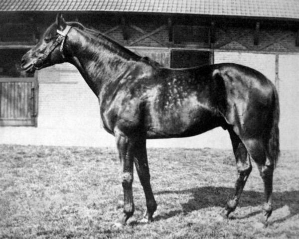 stallion Ardan xx (Thoroughbred, 1941, from Pharis II xx)