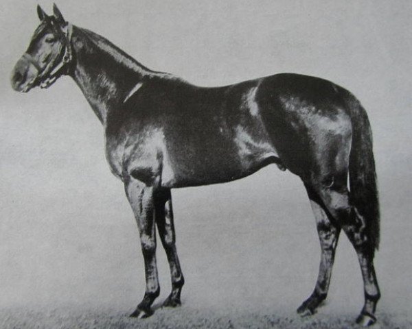 stallion Hard Tack xx (Thoroughbred, 1955, from Hard Sauce xx)