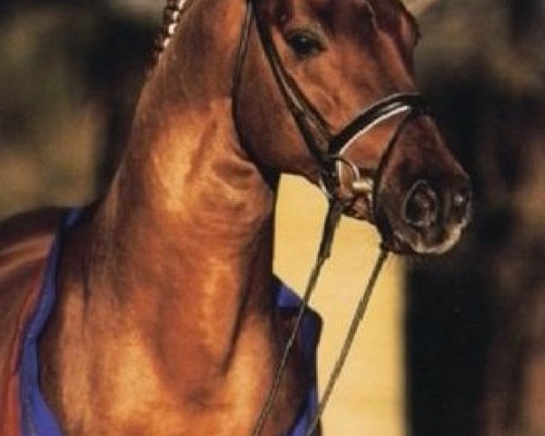 stallion Revan (Oldenburg, 1999, from Rubinstein I)