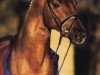stallion Revan (Oldenburg, 1999, from Rubinstein I)