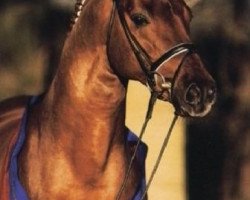 stallion Revan (Oldenburg, 1999, from Rubinstein I)