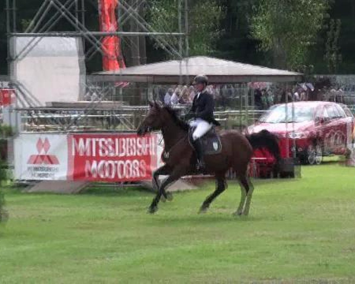 Zuchtstute Celine 218 (Deutsches Sportpferd, 2004, von Con Capitol)
