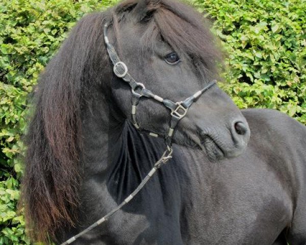 Deckhengst Wichtelkönig H (Shetland Pony, 1993, von Winston L.H.)