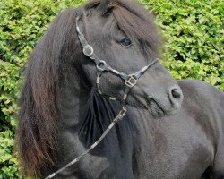 stallion Wichtelkönig H (Shetland Pony, 1993, from Winston L.H.)