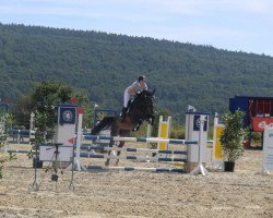 Pferd Maskada (Polnisches Warmblut, 2006, von Lascado 0003)