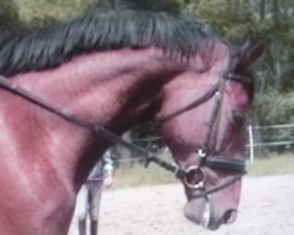 broodmare Quick Gold (Rhinelander, 2001, from Quincy Z)