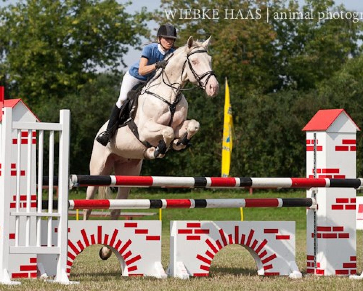 stallion Creme de la Creme (Hungarian Warmblood, 2006, from Noe)