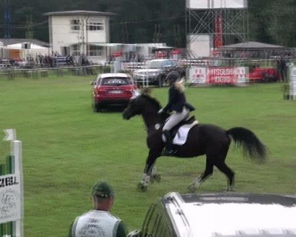 jumper Ronja (German Sport Horse, 2003, from Revaldo)