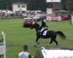 jumper Ronja (German Sport Horse, 2003, from Revaldo)