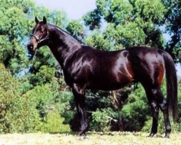 stallion Metal Storm xx (Thoroughbred, 1988, from Kenmare xx)