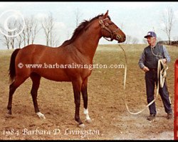 stallion Sensitive Prince xx (Thoroughbred, 1975, from Majestic Prince xx)