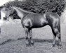 stallion Con Brio II xx (Thoroughbred, 1961, from Ribot xx)