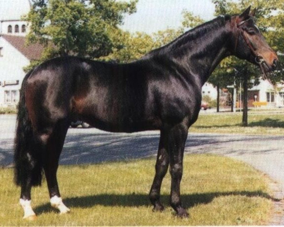 Deckhengst Rapallo (Westfale, 1983, von Romadour II)