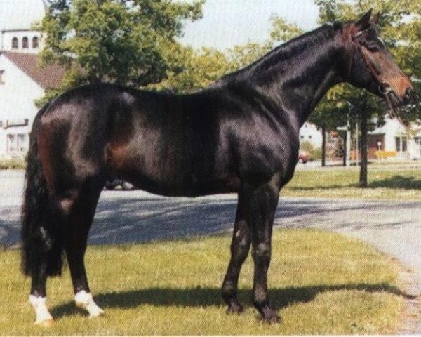stallion Rapallo (Westphalian, 1983, from Romadour II)