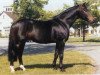 stallion Rapallo (Westphalian, 1983, from Romadour II)