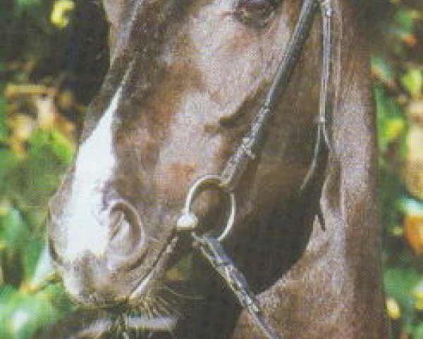 horse RTL (Oldenburg, 1991, from Rubinstein I)