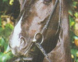 stallion Rtl (Oldenburg, 1991, from Rubinstein I)